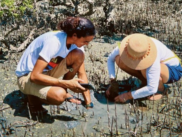 mangrove